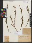 Foto von Salix phylicifolia var. sinensis Hand.-Mazz.